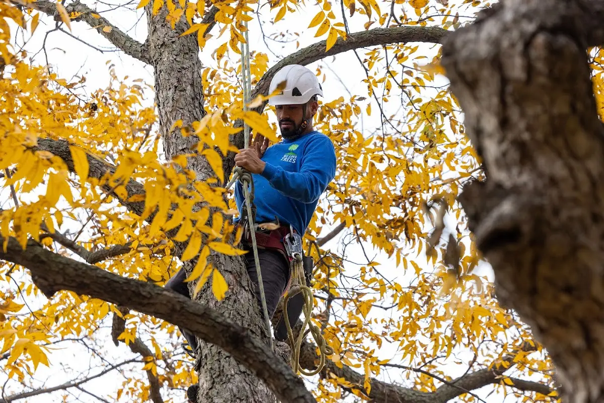 Skilled Tree Planting crew working in Shafter